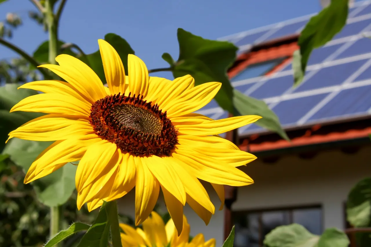 Sunflower in front of building with solar panels on roof